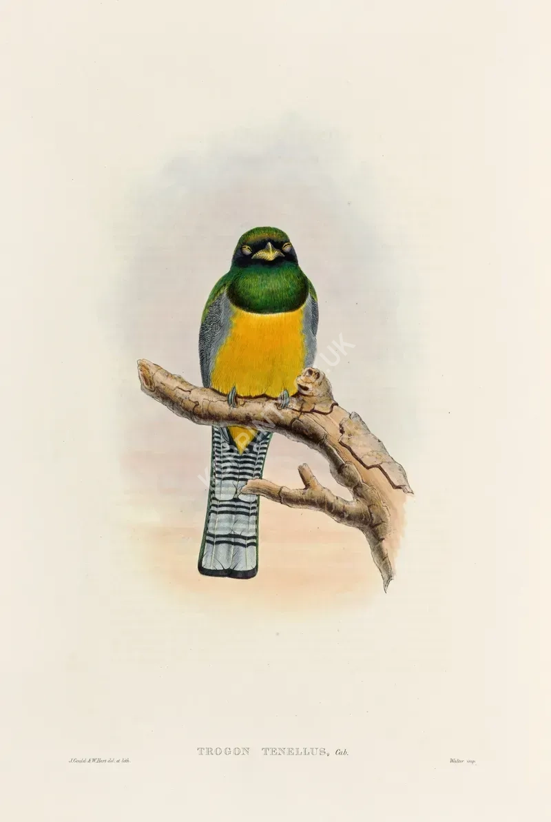 vintage animals1291.webp