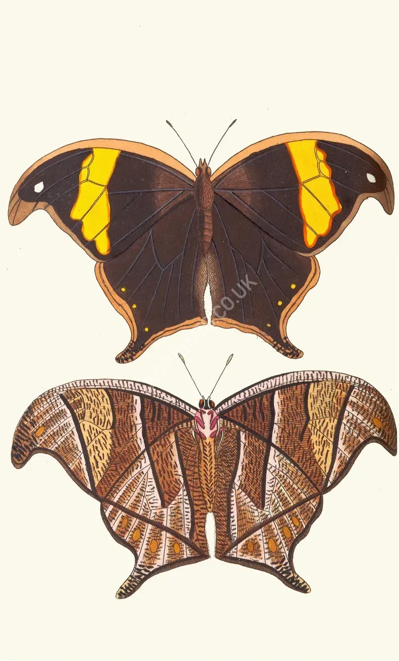 vintage animals1301.webp