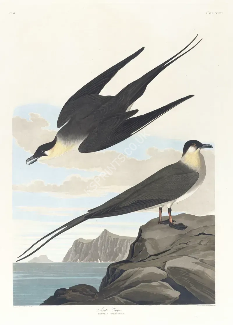 vintage animals1302.webp