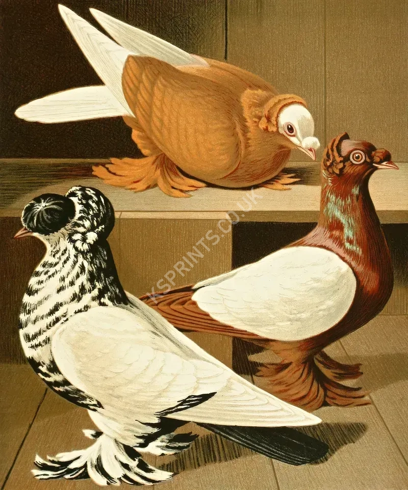 vintage animals1311.webp