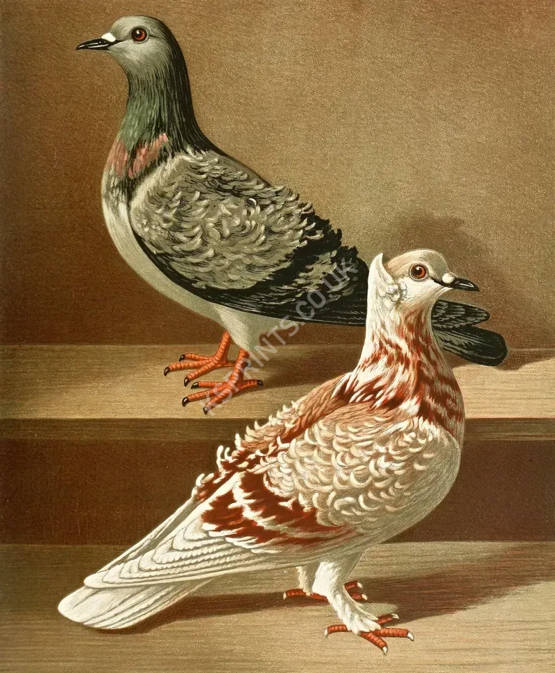 vintage animals1312.webp