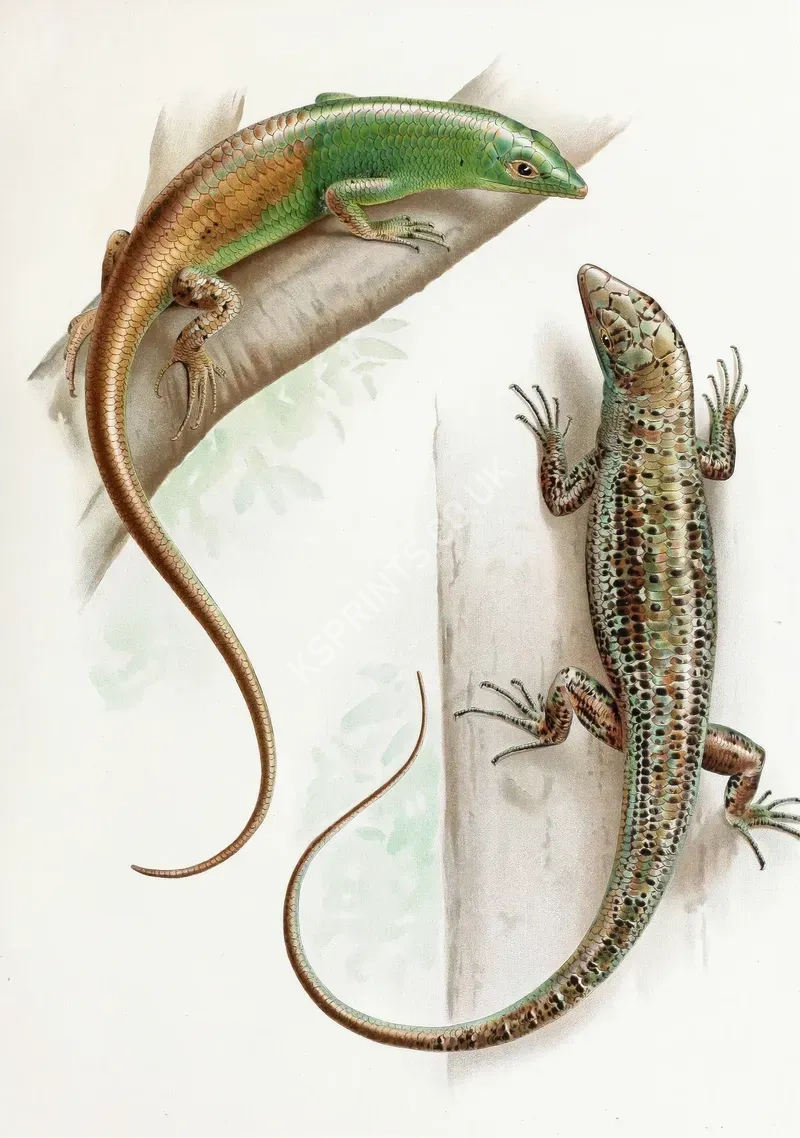 vintage animals1323.webp