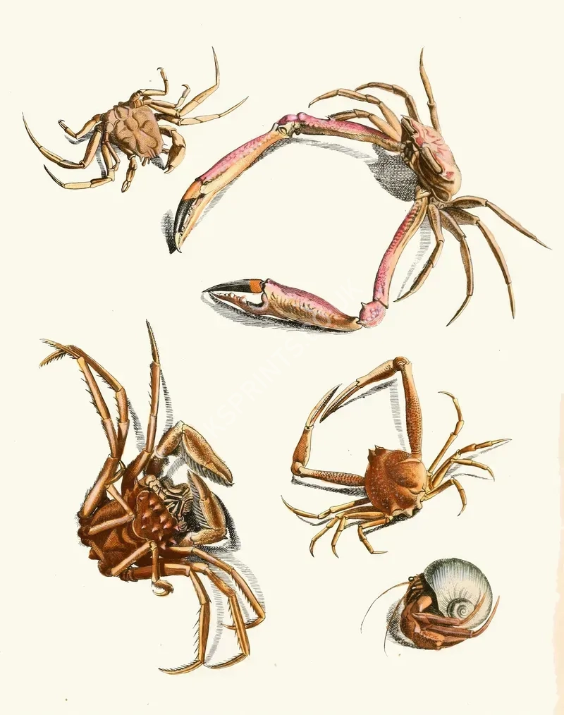 vintage animals1334.webp