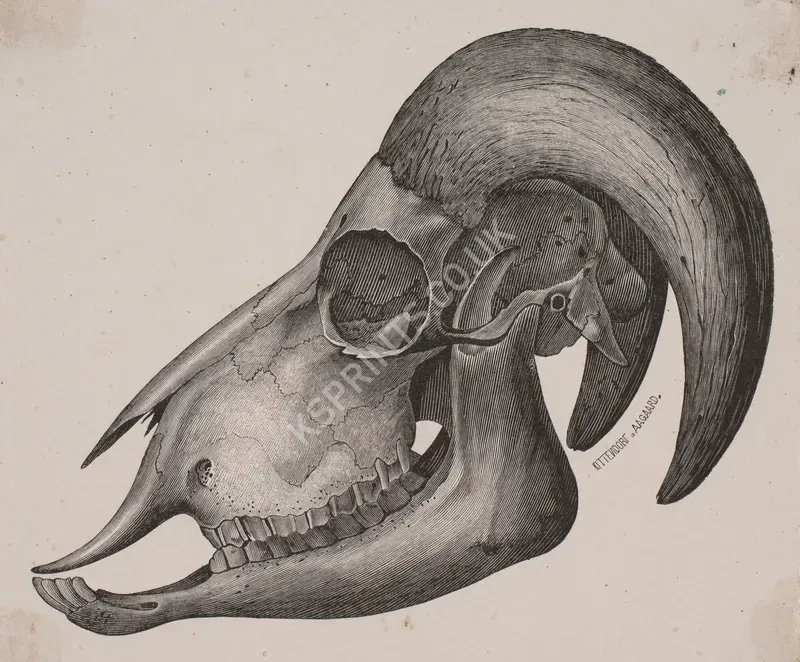 vintage animals1337.webp