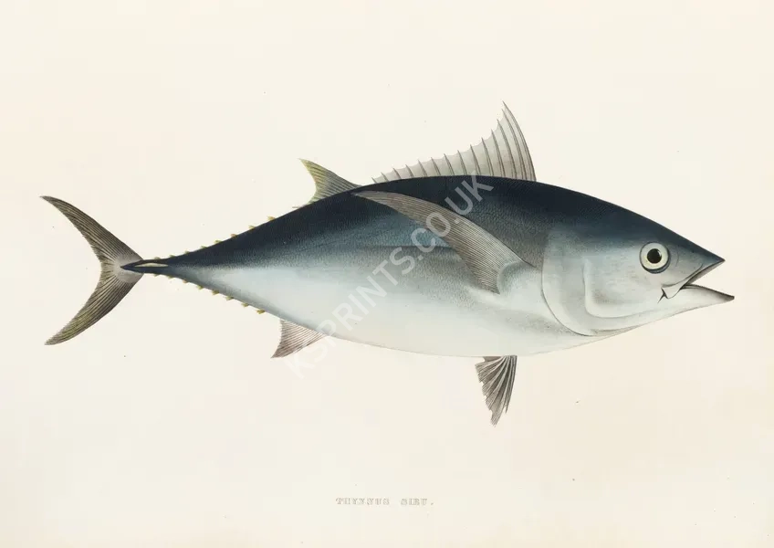 vintage animals1343.webp