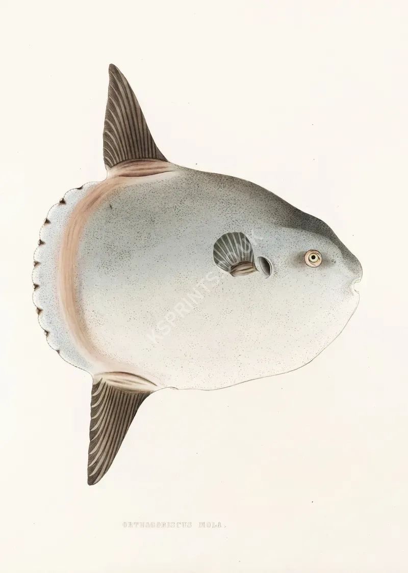 vintage animals1346.webp