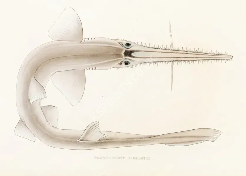 vintage animals1347.webp