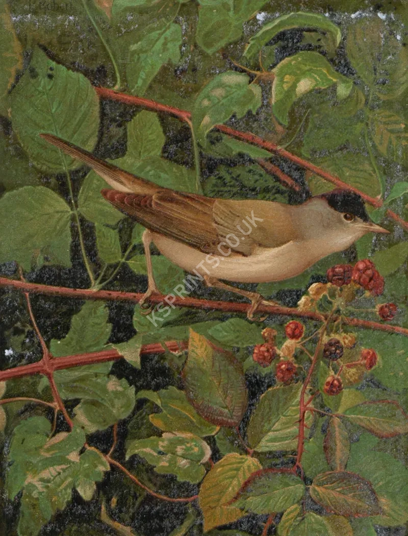 vintage animals1348.webp