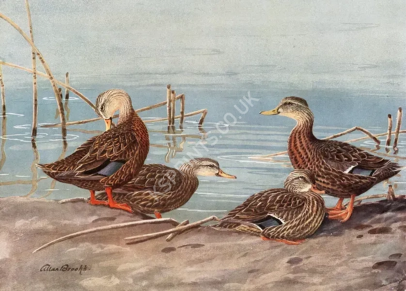 vintage animals1352.webp