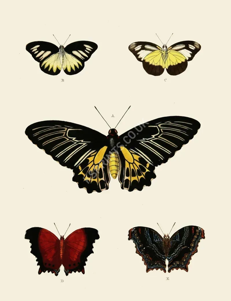 vintage animals1354.webp