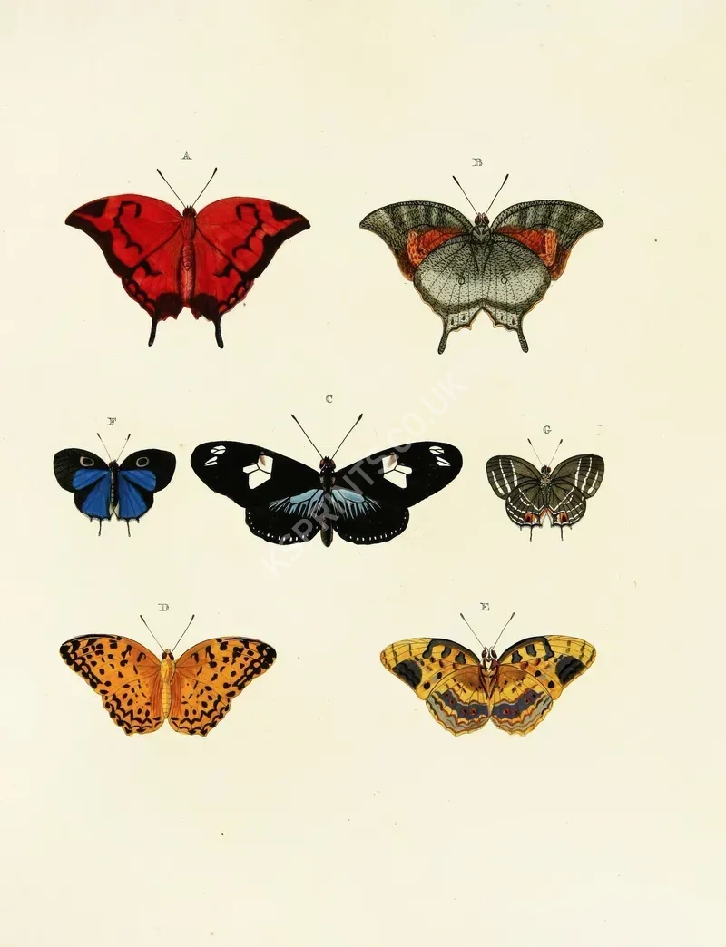 vintage animals1356.webp