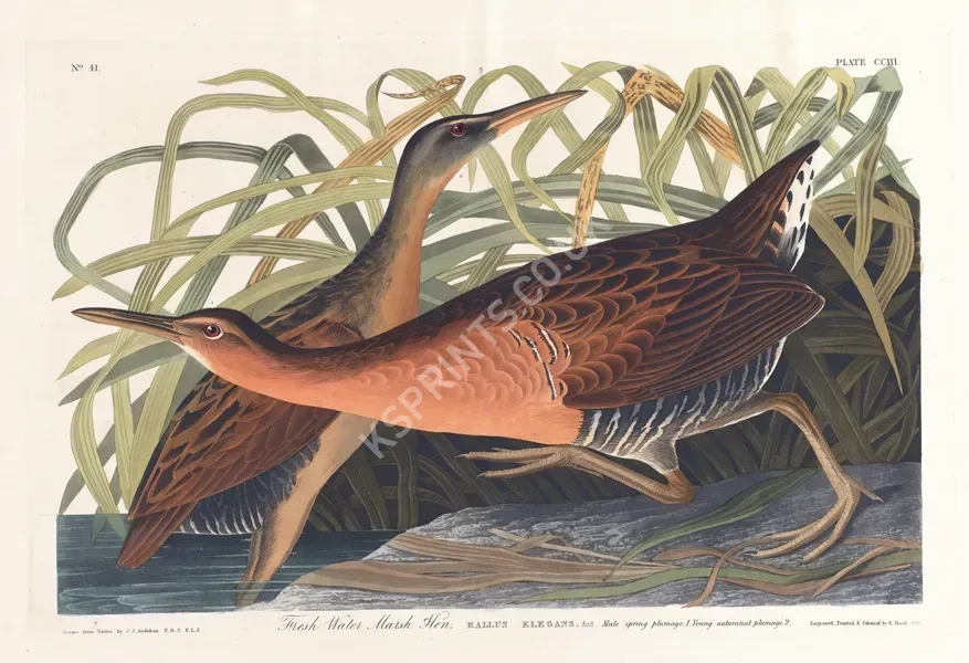 vintage animals1358.webp