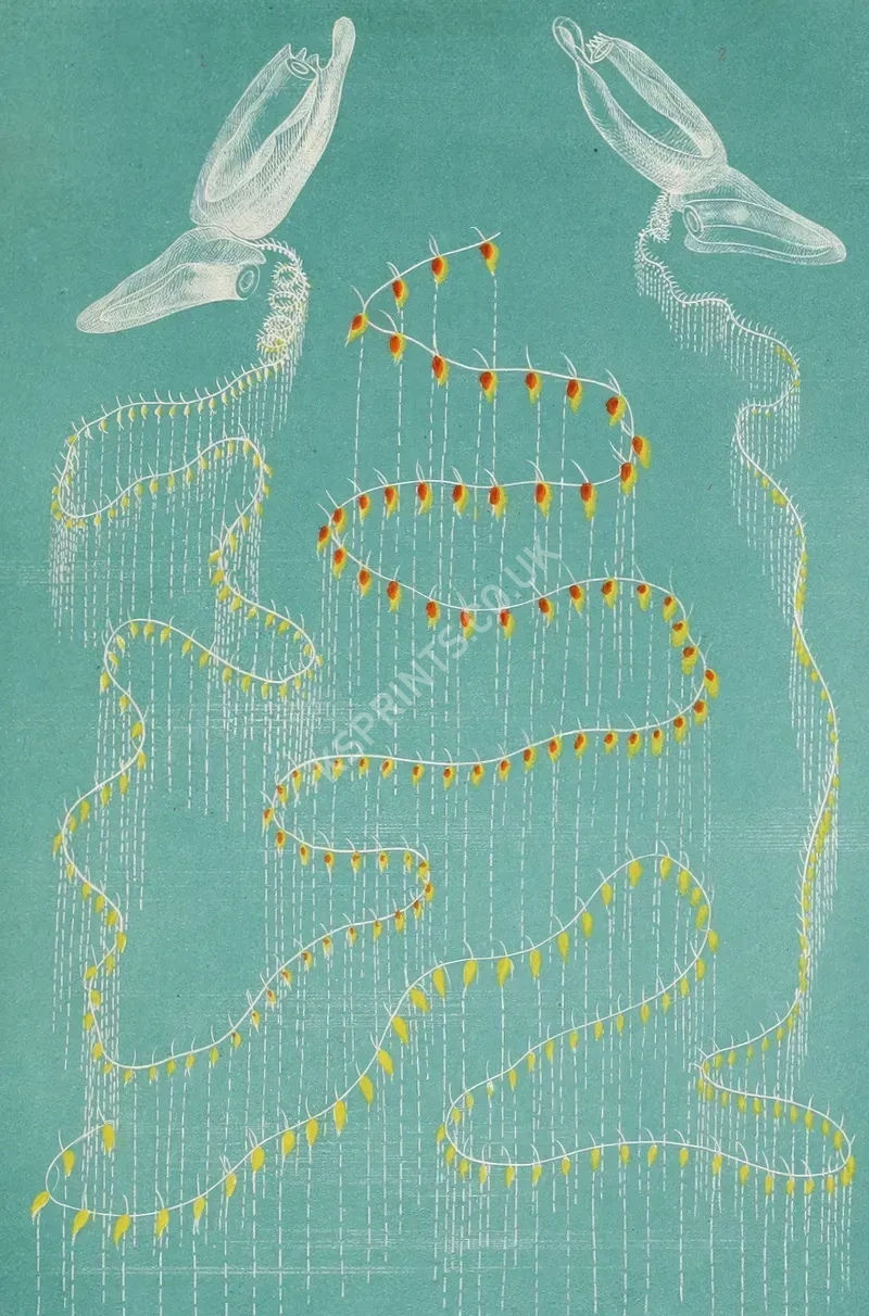 vintage animals1361.webp