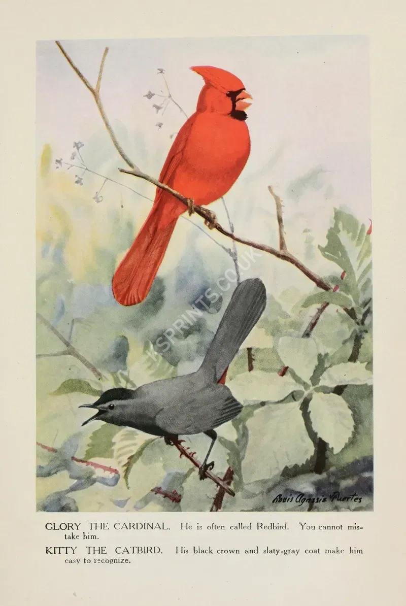 vintage animals1363.webp