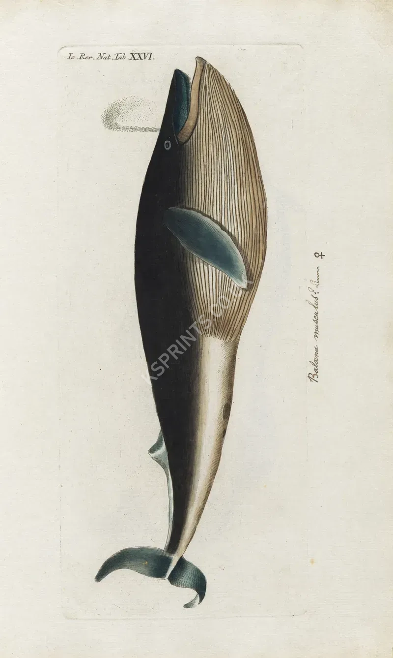 vintage animals1380.webp