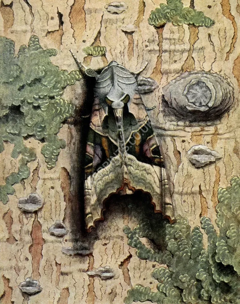 vintage animals1392.webp