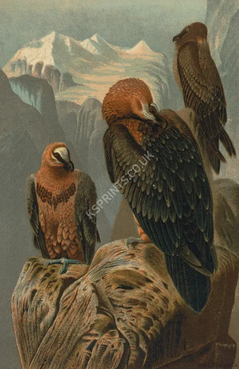 vintage animals1393.webp