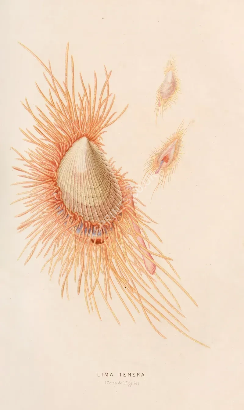 vintage animals1396.webp