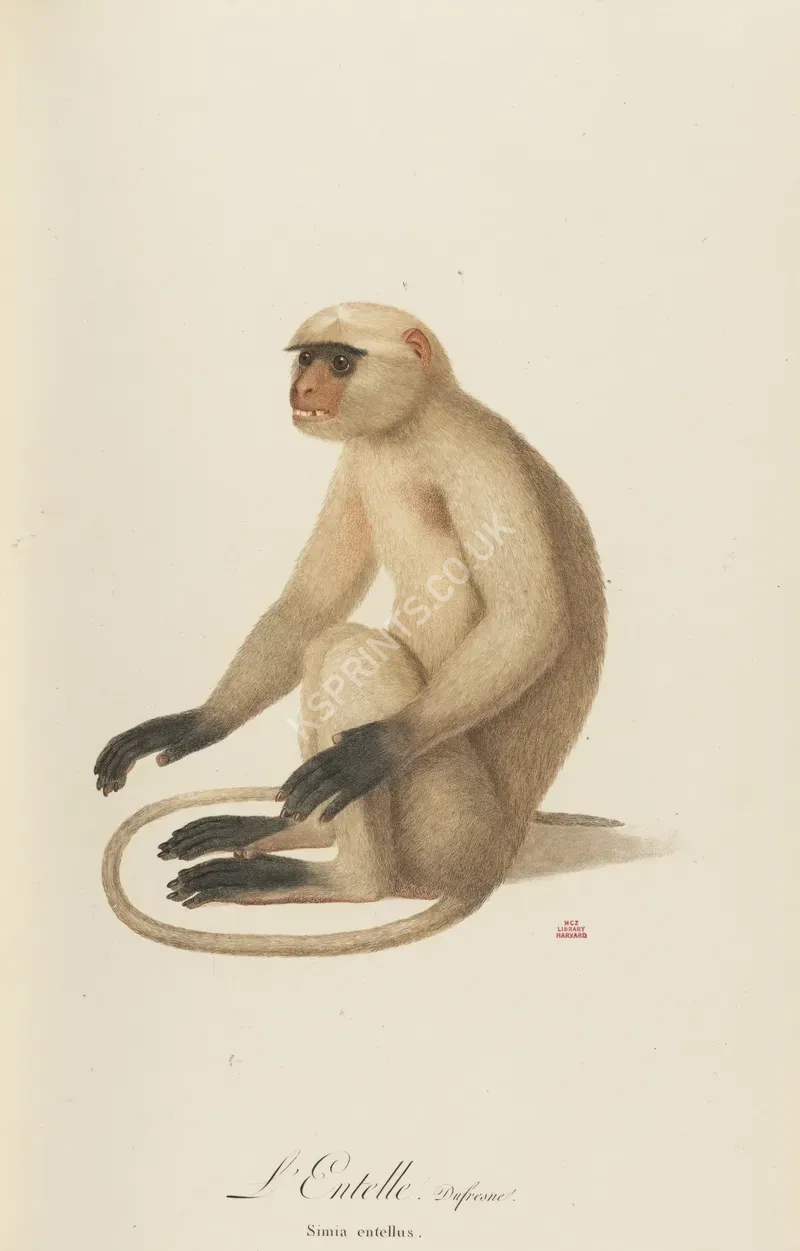 vintage animals1400.webp