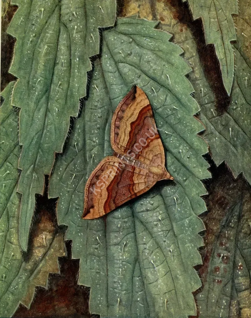 vintage animals1401.webp