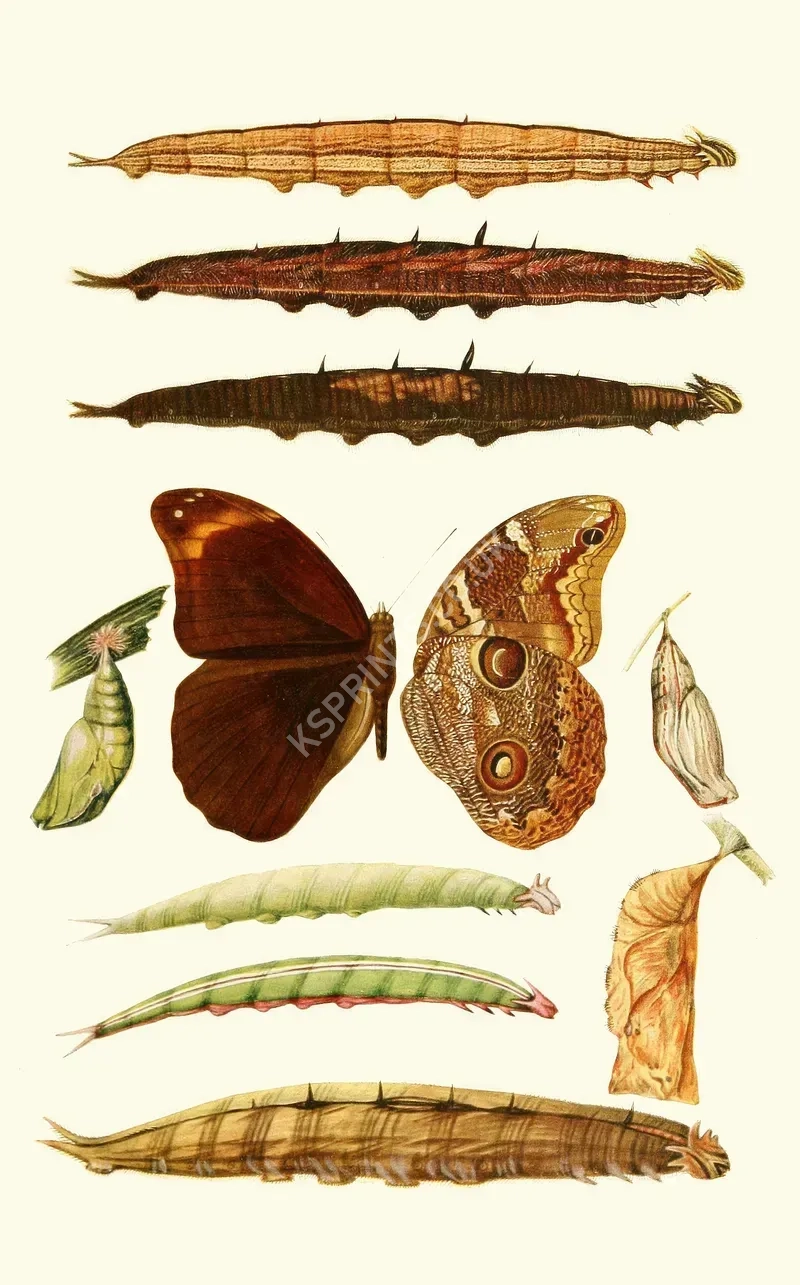 vintage animals1408.webp