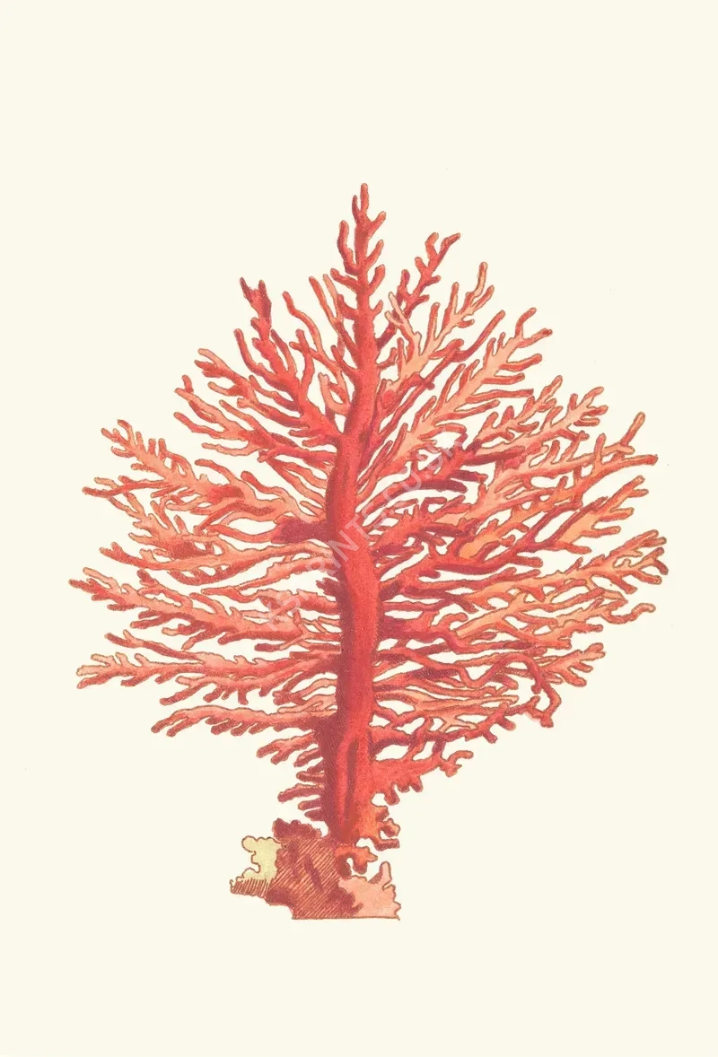 vintage animals1413.webp