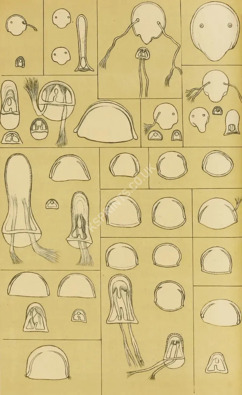 vintage animals1415.webp