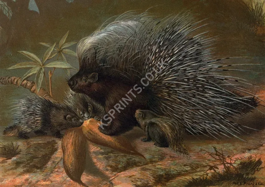 vintage animals1416.webp