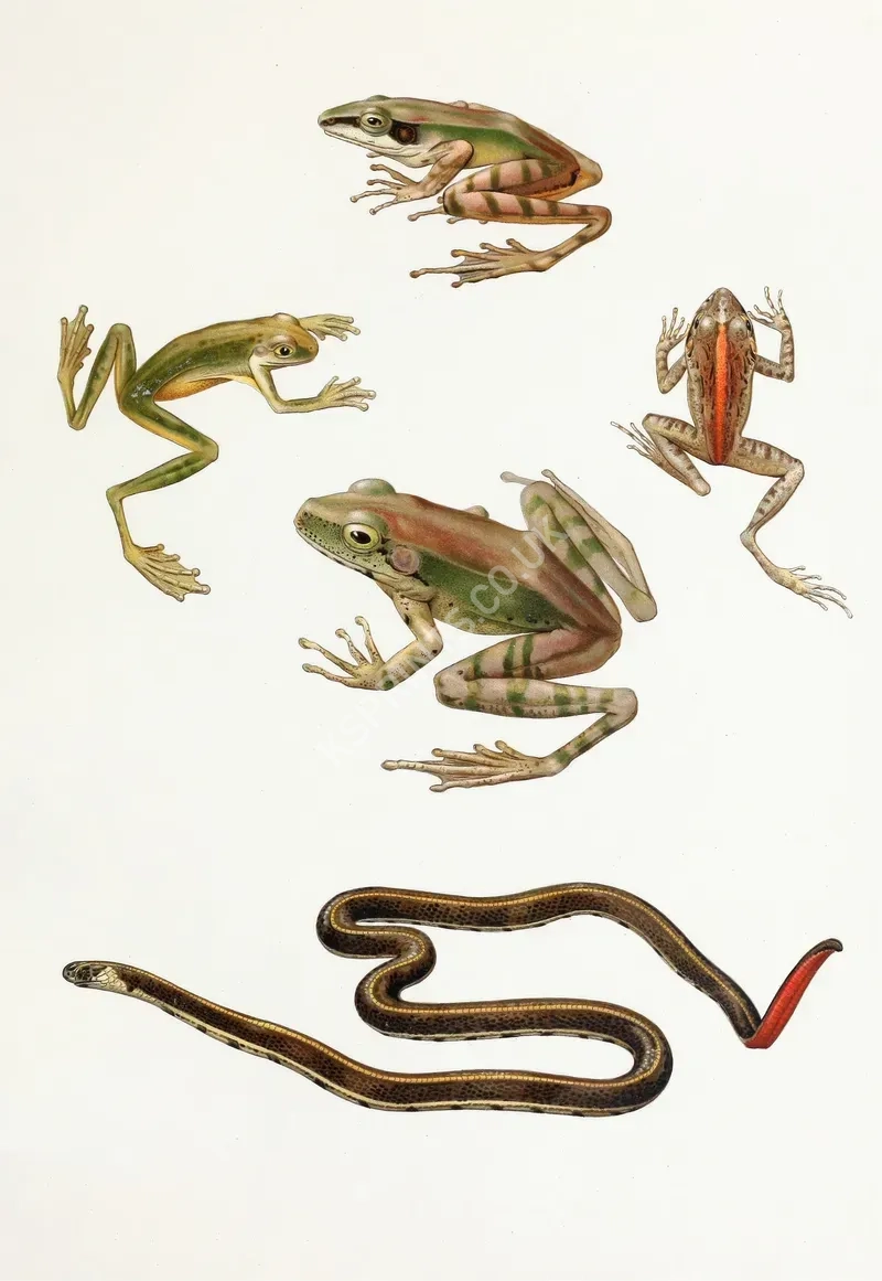 vintage animals1418.webp