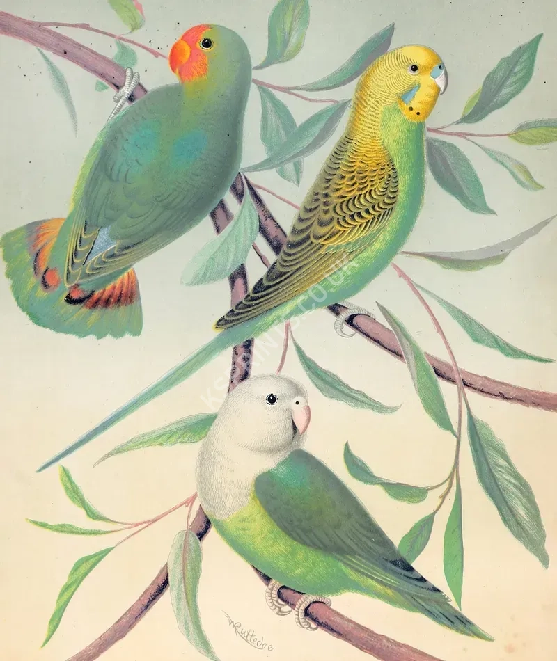 vintage animals1419.webp