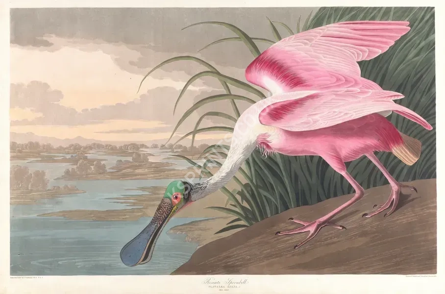 vintage animals1426.webp