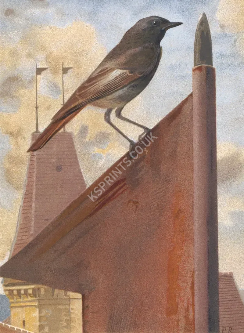 vintage animals1427.webp