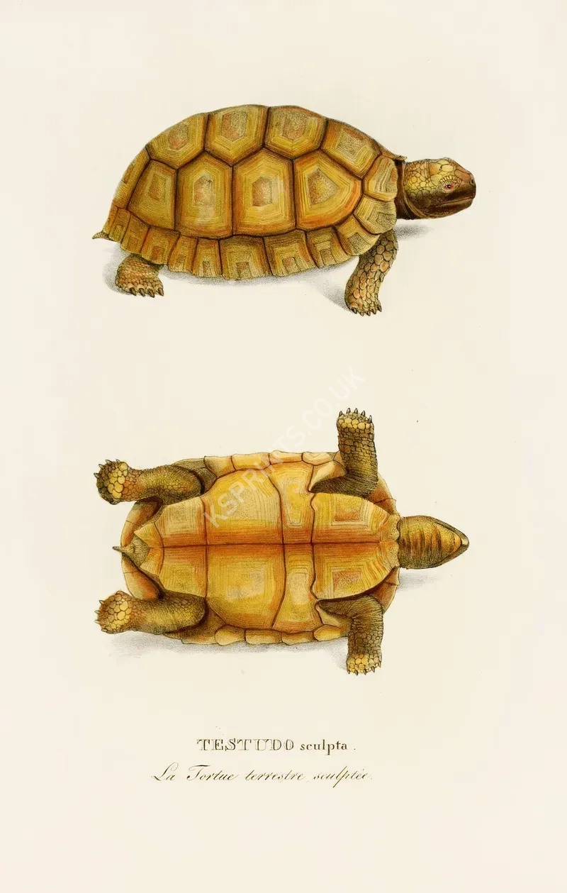 vintage animals1439.webp