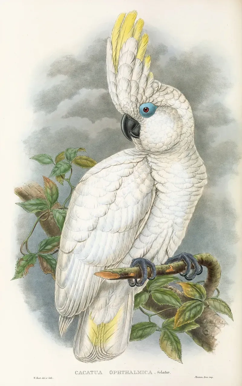 vintage animals1441.webp