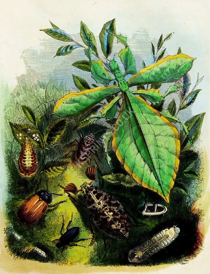 vintage animals1442.webp