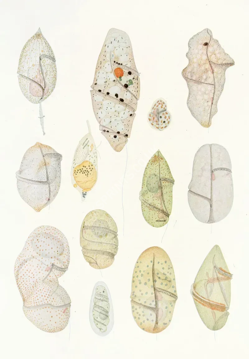 vintage animals1451.webp