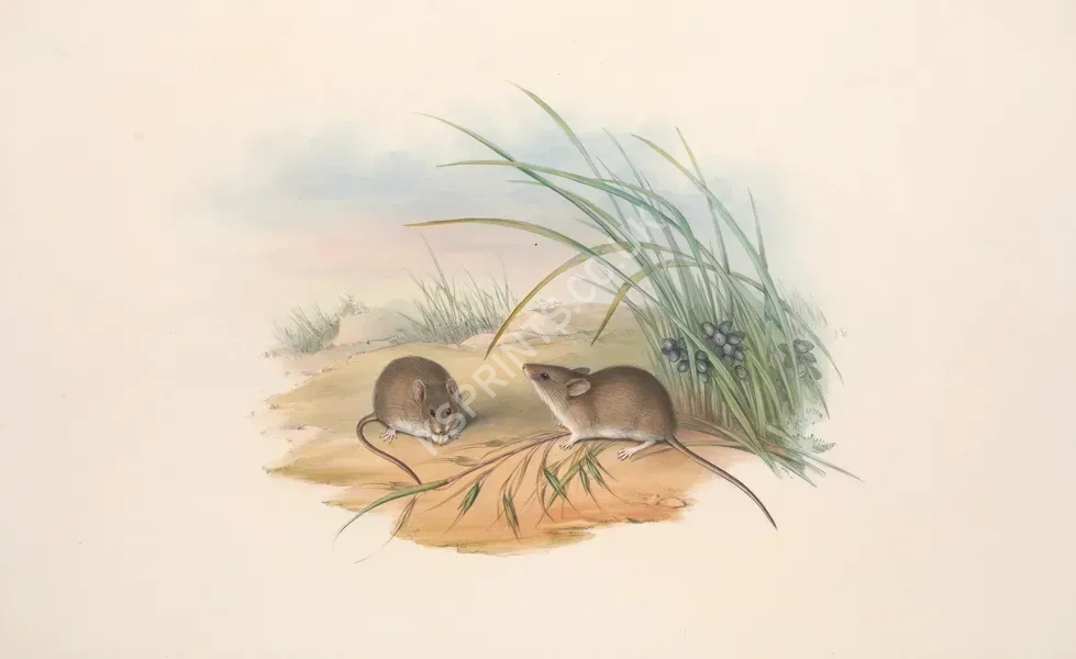 vintage animals1456.webp