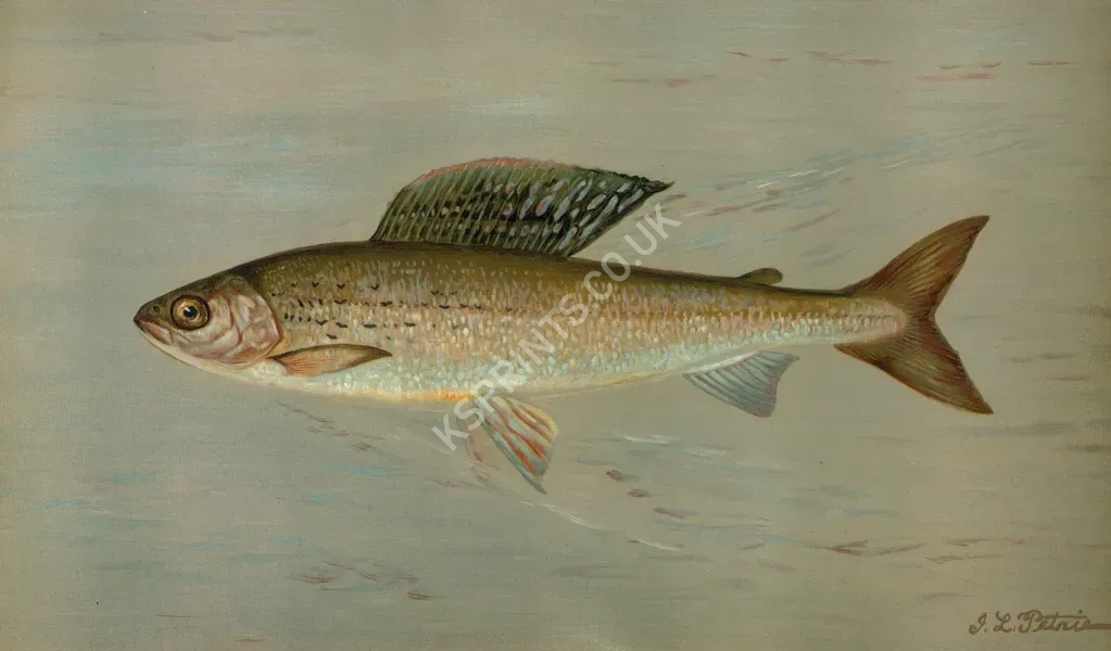 vintage animals1458.webp