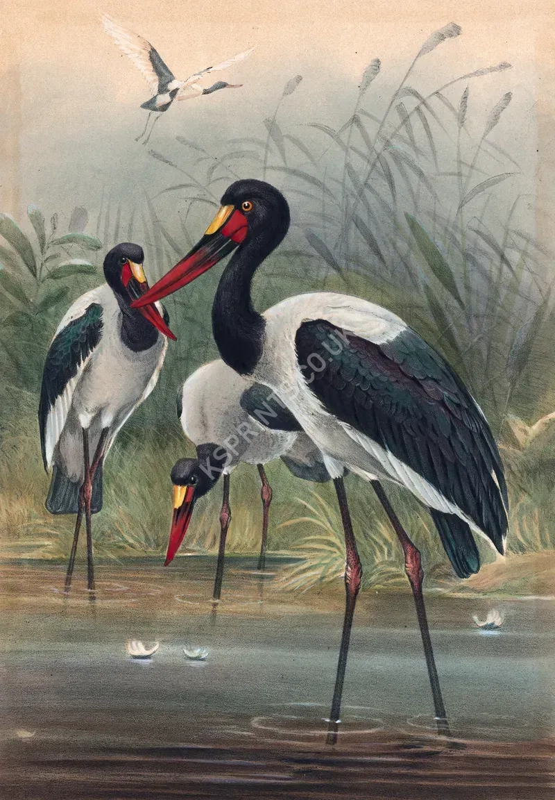 vintage animals1463.webp