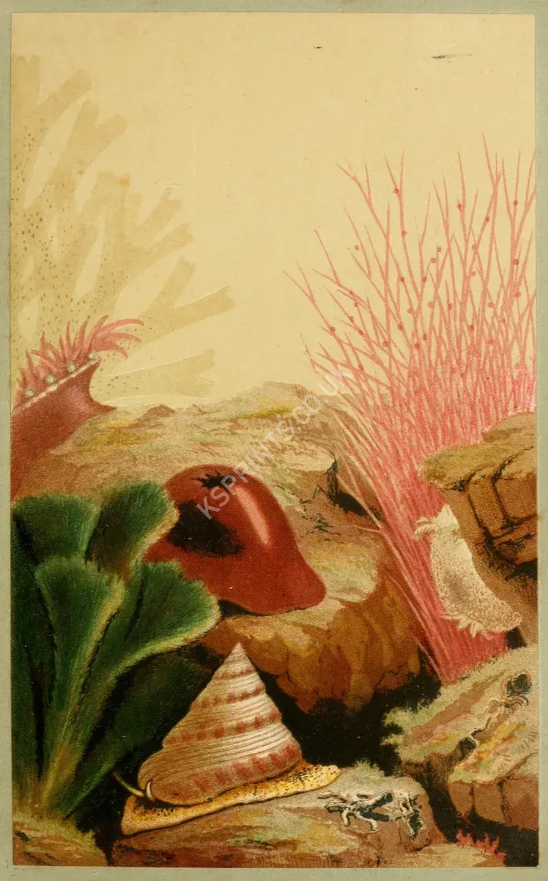 vintage animals1464.webp