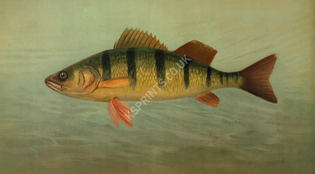 vintage animals1465.webp