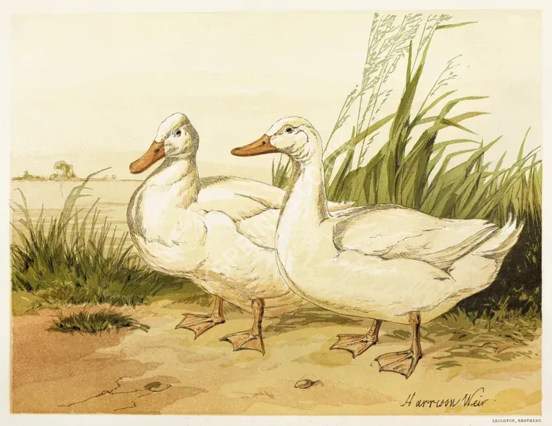 vintage animals1477.webp