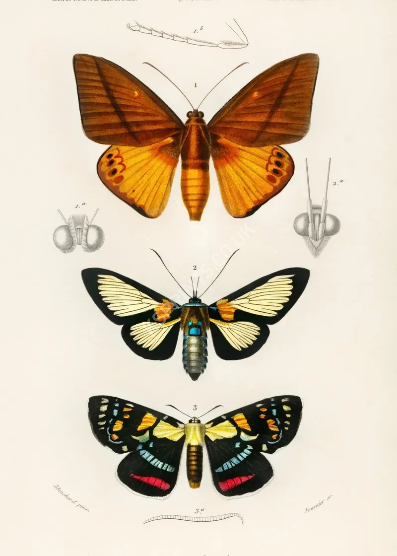 vintage summer4134.webp