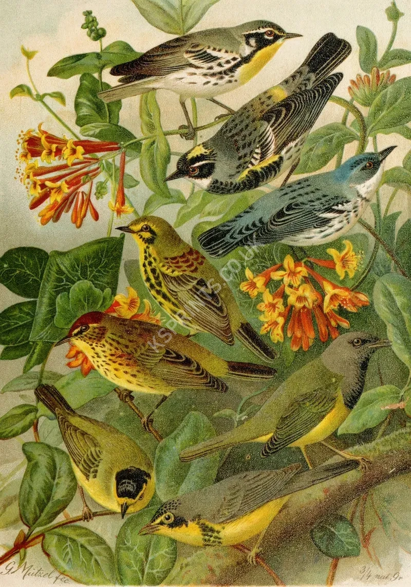 vintage summer4181.webp