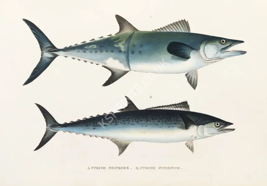 vintage summer4185.webp