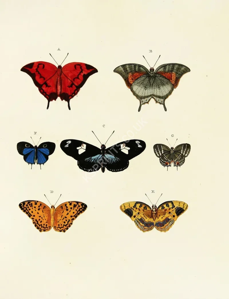 vintage summer4190.webp