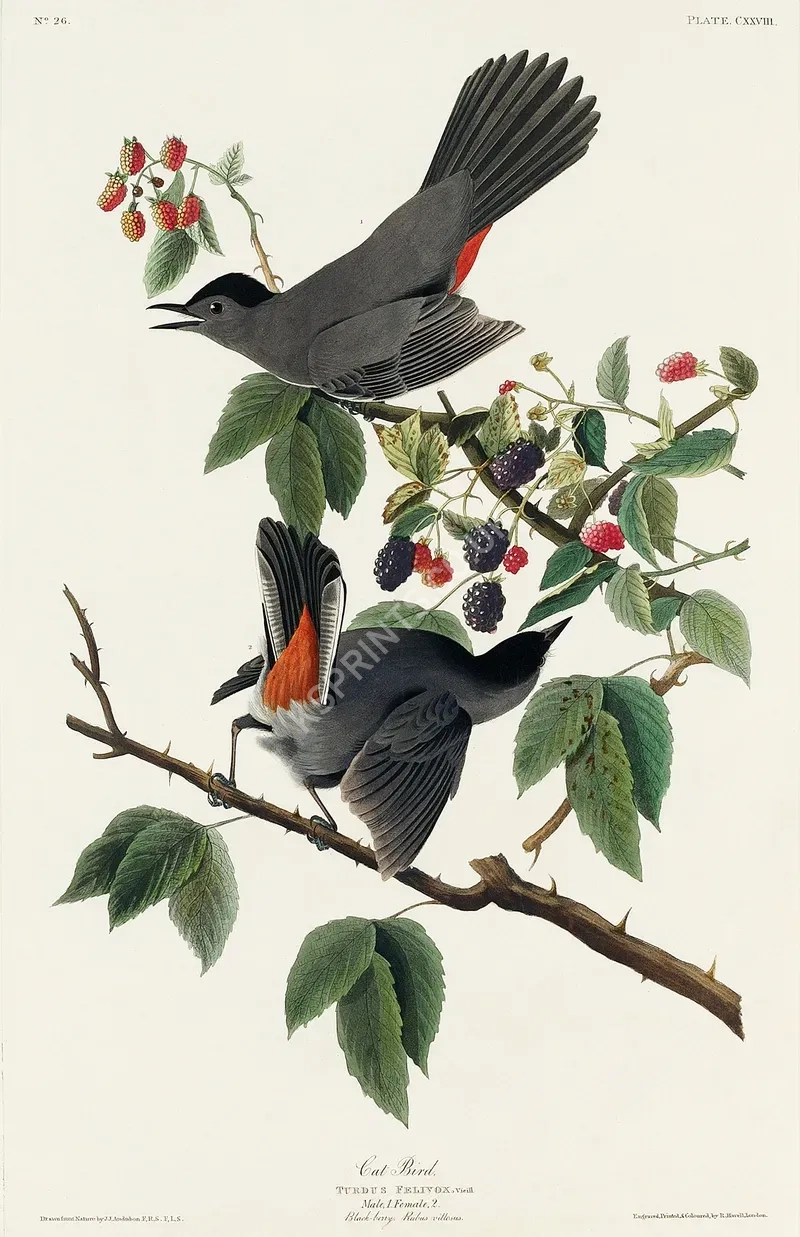 vintage summer4249.webp