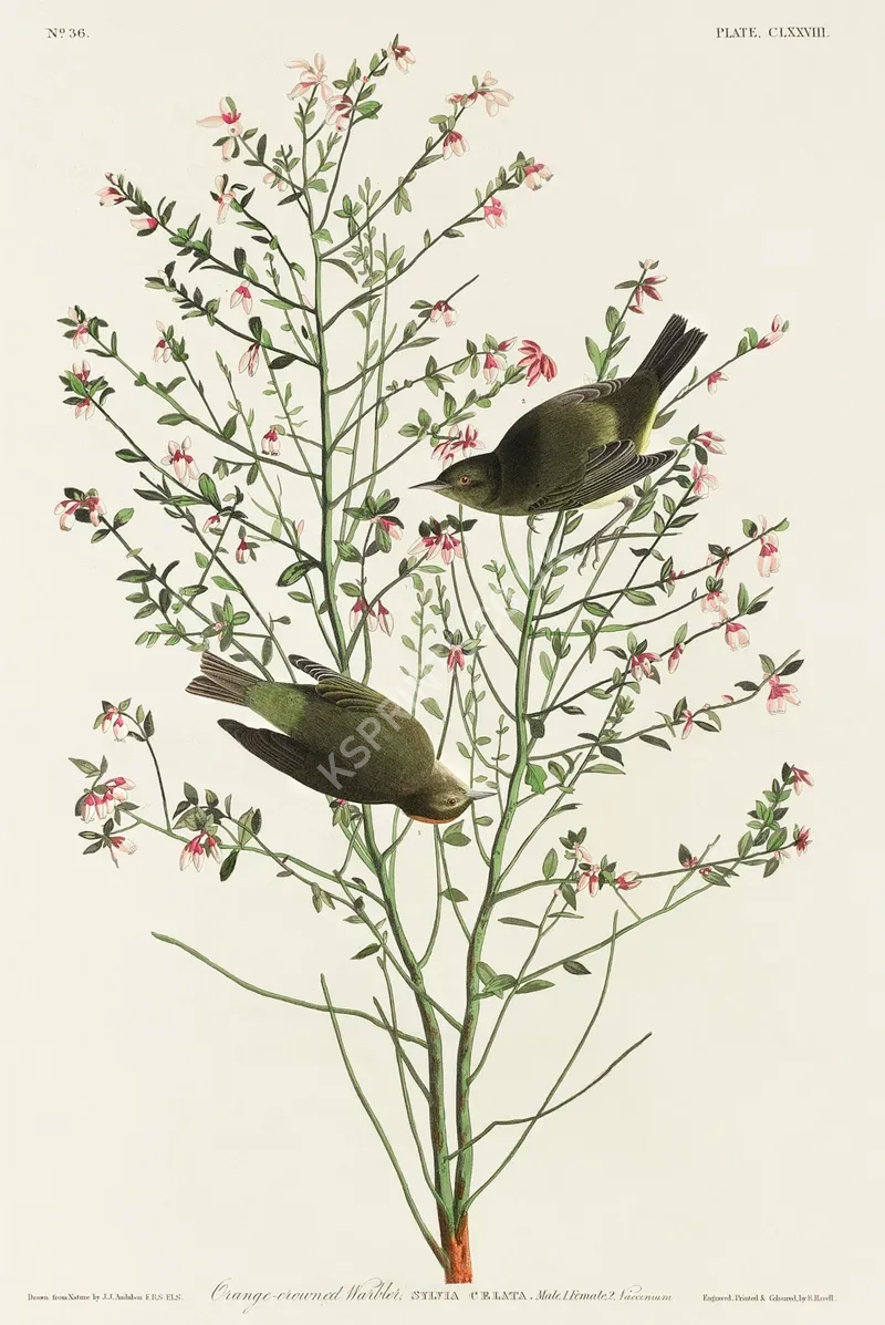 vintage summer4254.webp