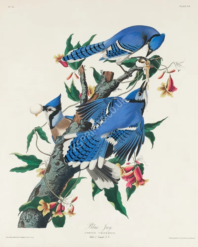 vintage summer4257.webp