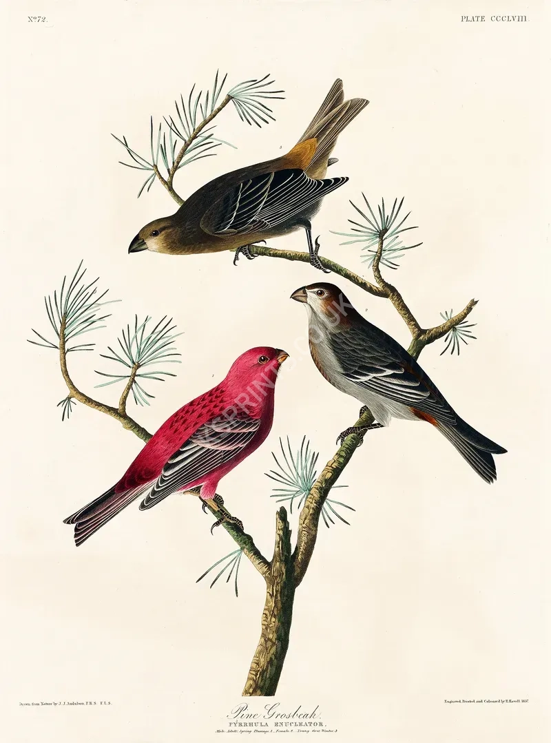 vintage summer4266.webp